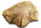 Triassic Fossil Phytosaur Scute - Texas #315719-1